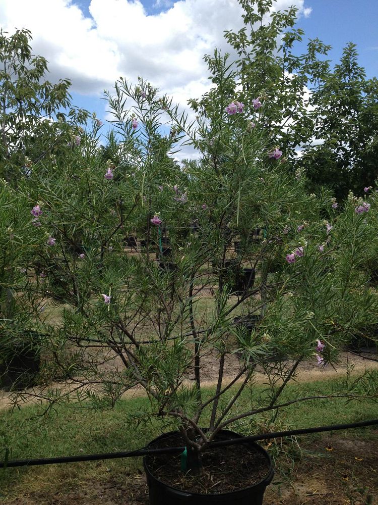 chilopsis-linearis-desert-willow