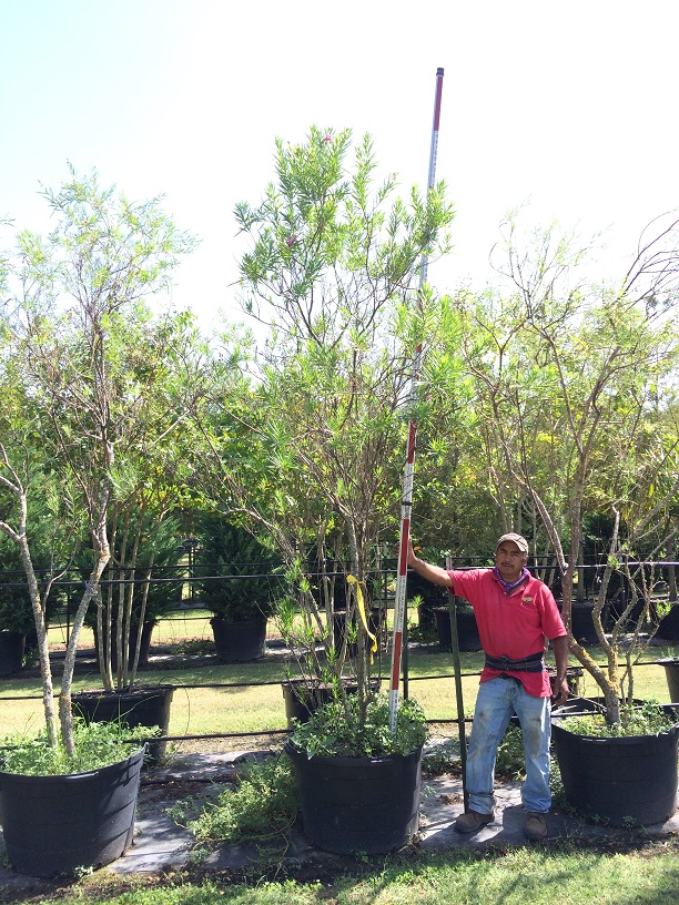 chilopsis-linearis-desert-willow