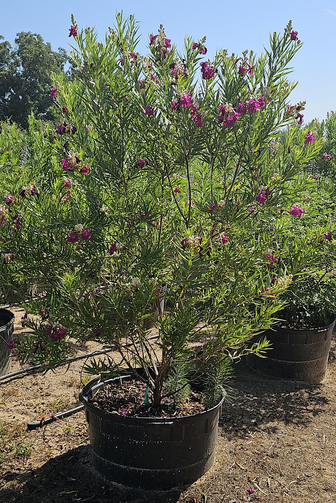 chilopsis-linearis-desert-willow