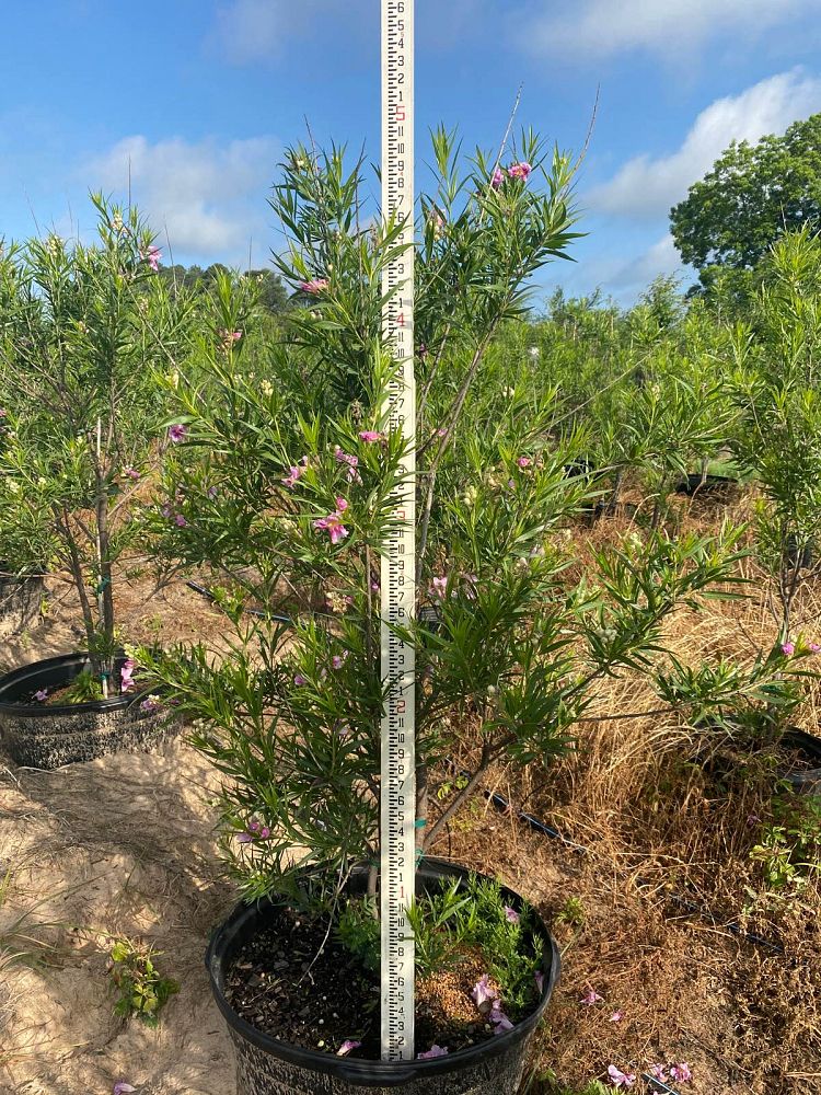 chilopsis-linearis-desert-willow