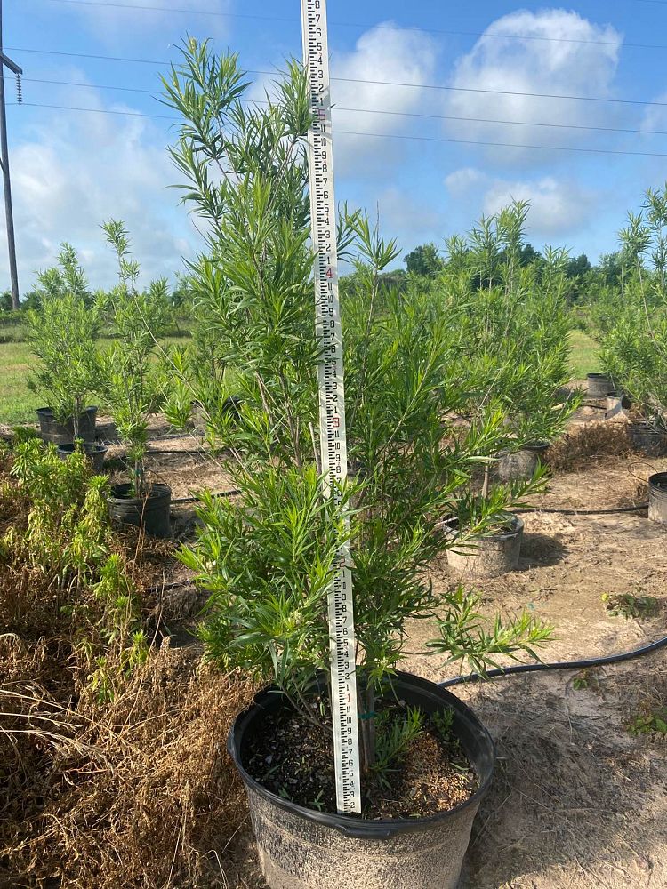 chilopsis-linearis-desert-willow