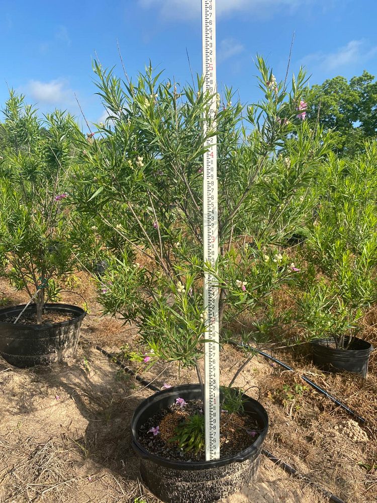 chilopsis-linearis-desert-willow