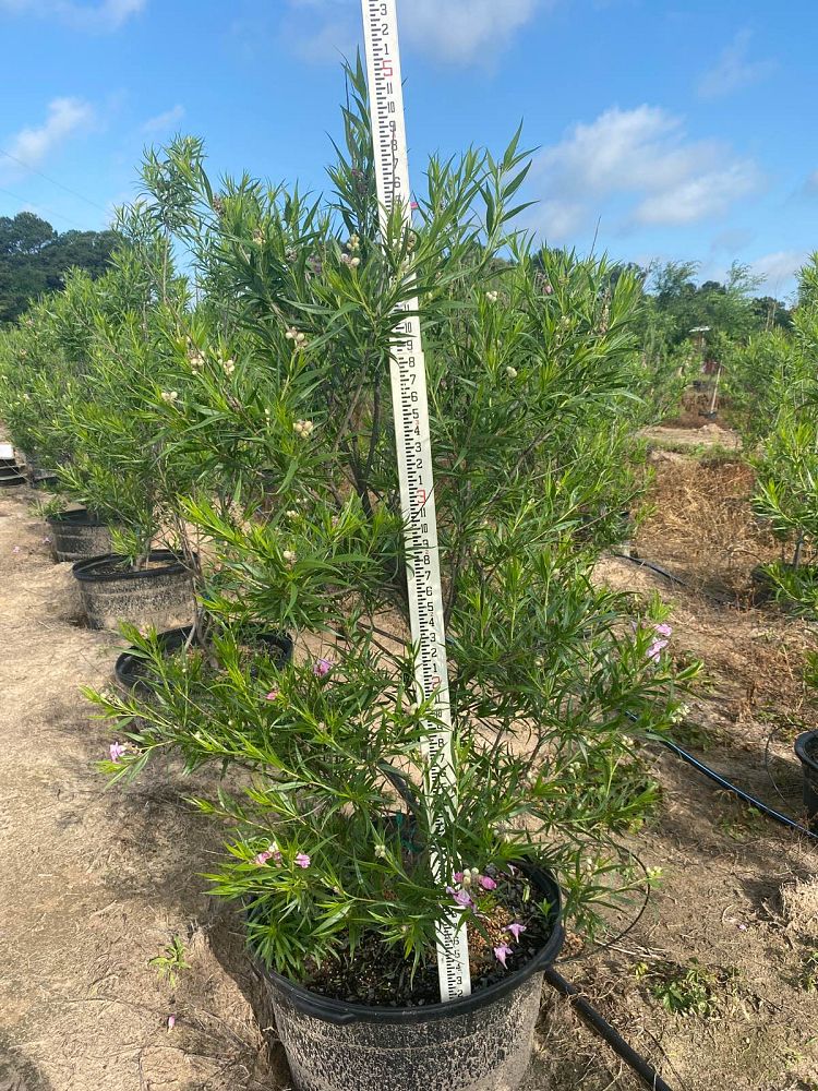 chilopsis-linearis-desert-willow