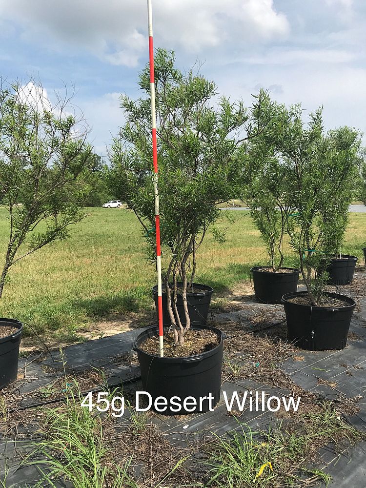 chilopsis-linearis-desert-willow