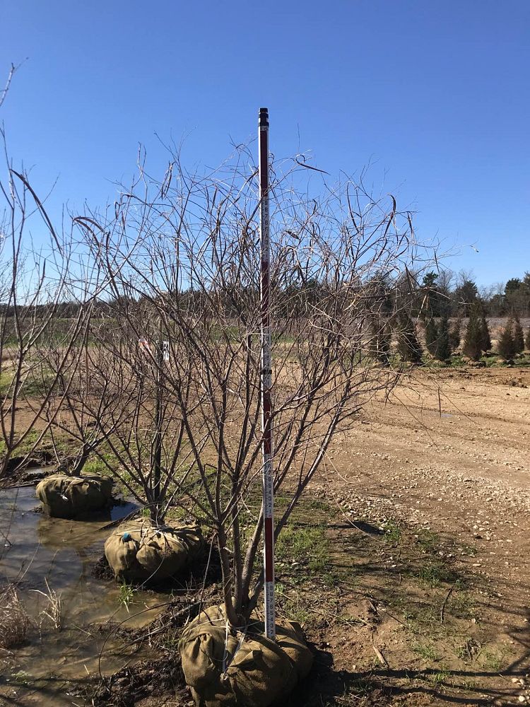 chilopsis-linearis-desert-willow