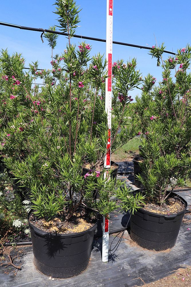 chilopsis-linearis-desert-willow