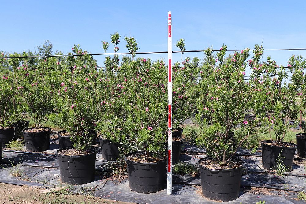 chilopsis-linearis-desert-willow