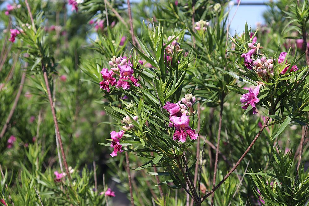 chilopsis-linearis-desert-willow