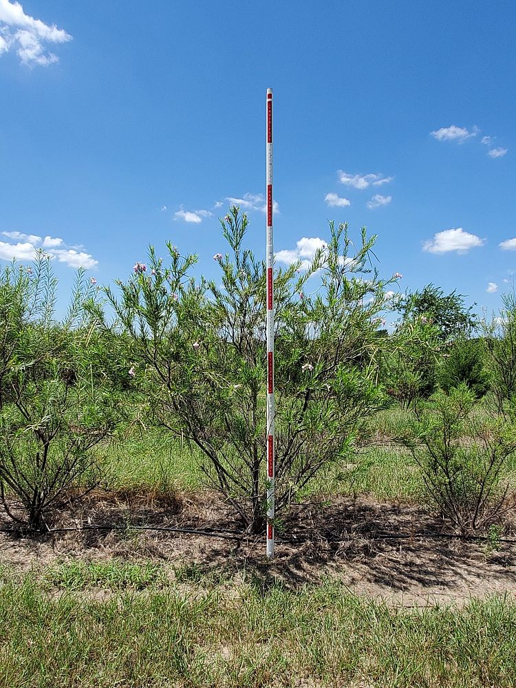 chilopsis-linearis-desert-willow