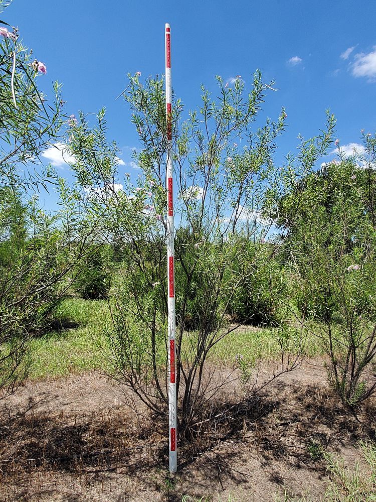 chilopsis-linearis-desert-willow
