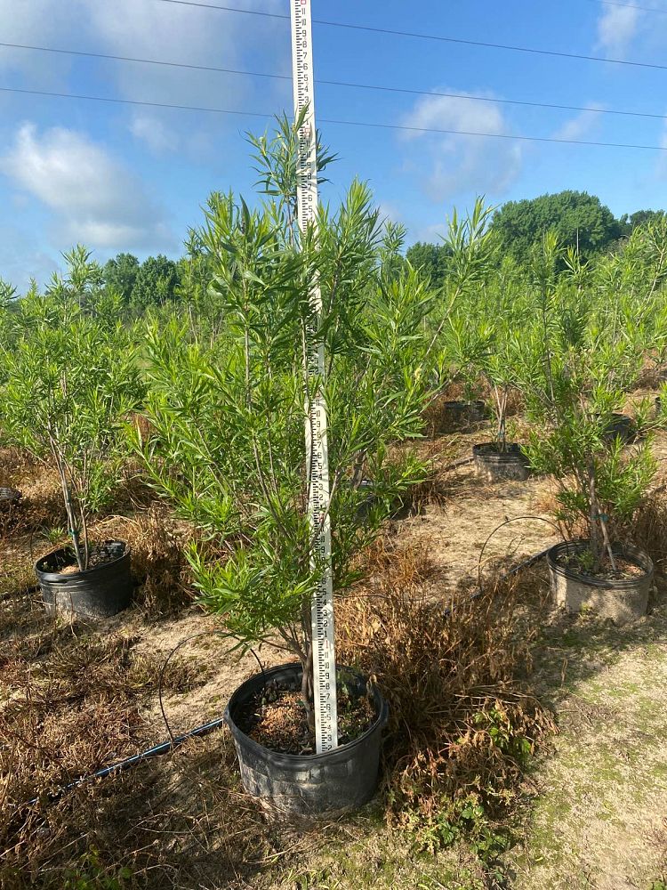 chilopsis-linearis-desert-willow