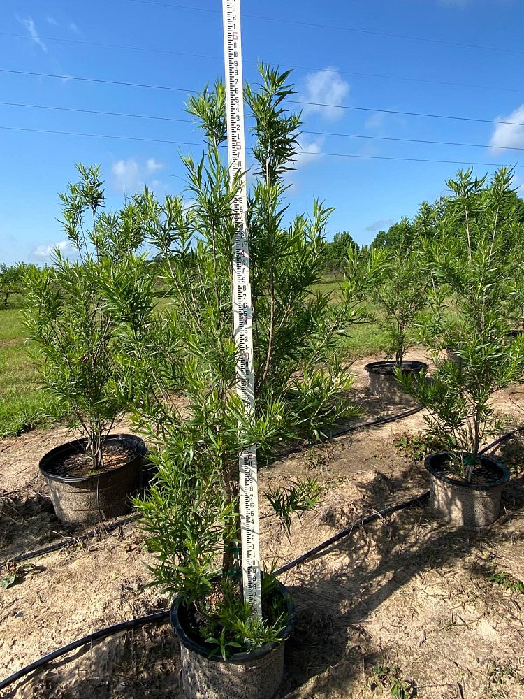 chilopsis-linearis-desert-willow