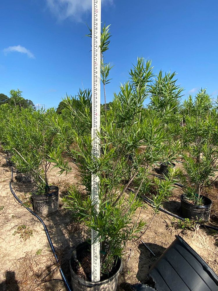 chilopsis-linearis-desert-willow