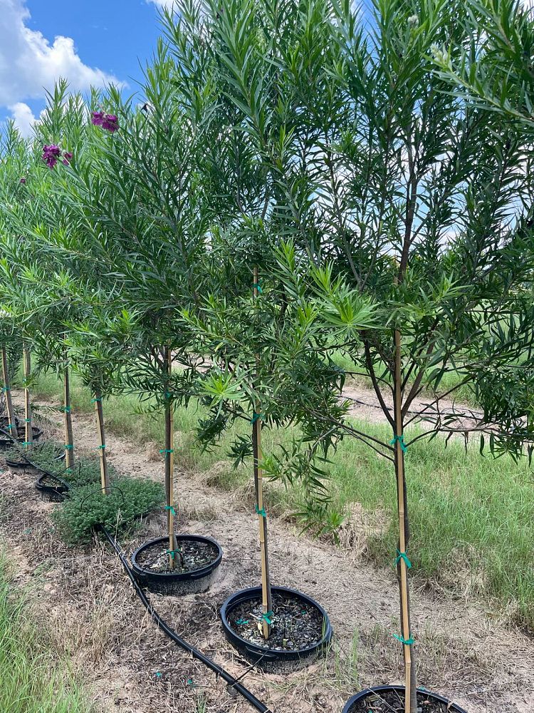 chilopsis-linearis-desert-willow