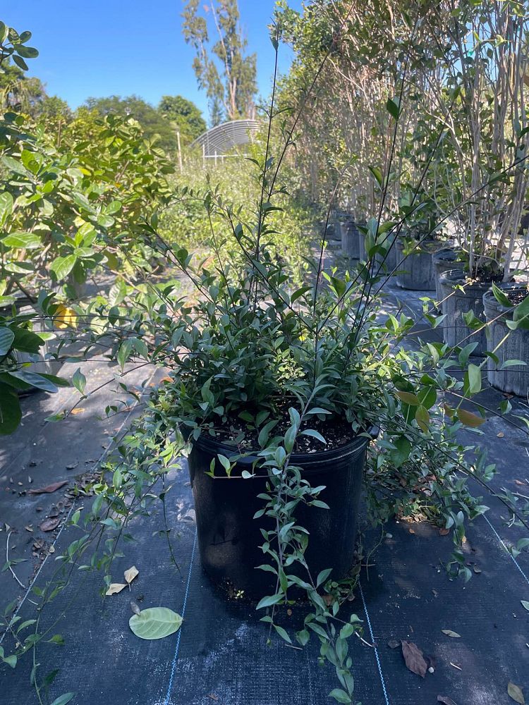 chiococca-alba-snowberry