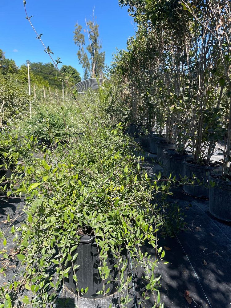 chiococca-alba-snowberry