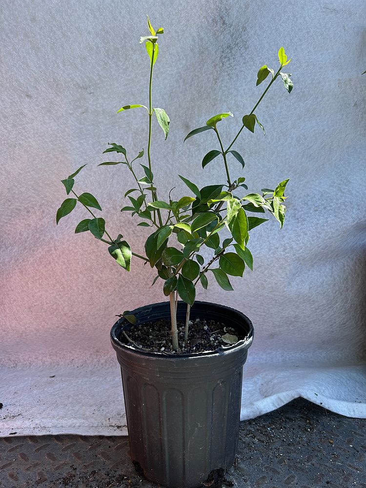 chiococca-alba-snowberry