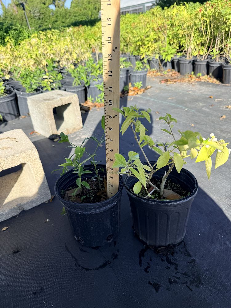 chiococca-alba-snowberry