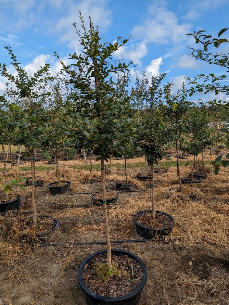 Chestnut Hill Nursery