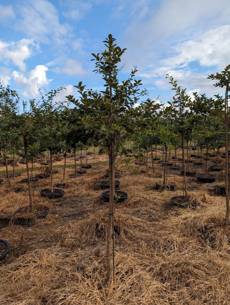 Chestnut Hill Nursery