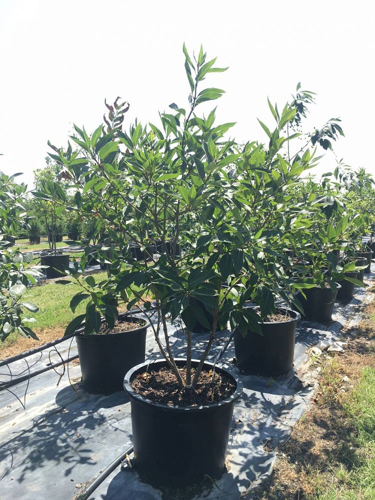 chionanthus-retusus-chinese-fringe-tree