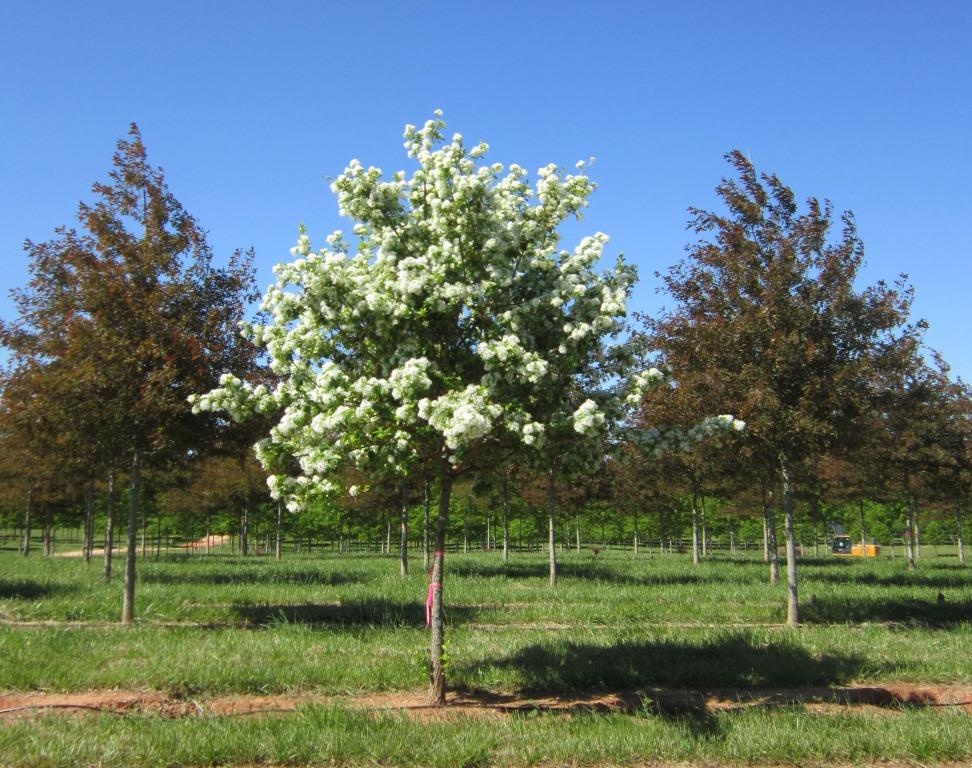 chionanthus-retusus-chinese-fringe-tree