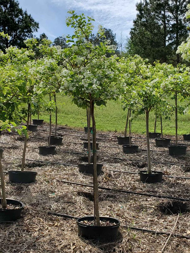 chionanthus-retusus-chinese-fringe-tree