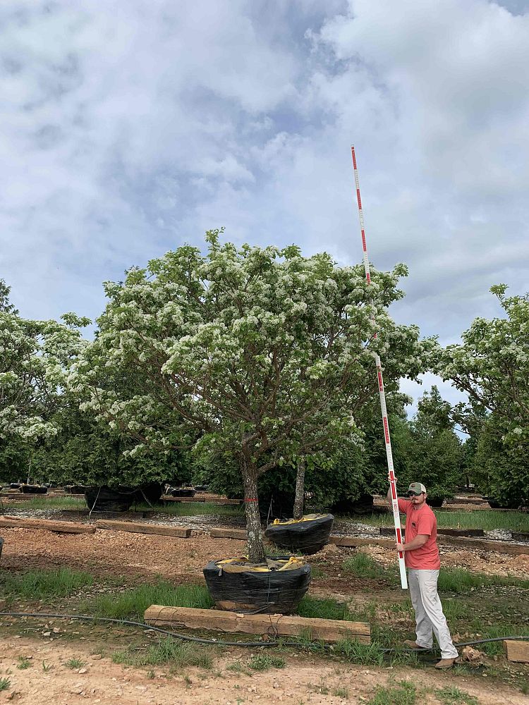 chionanthus-retusus-chinese-fringe-tree