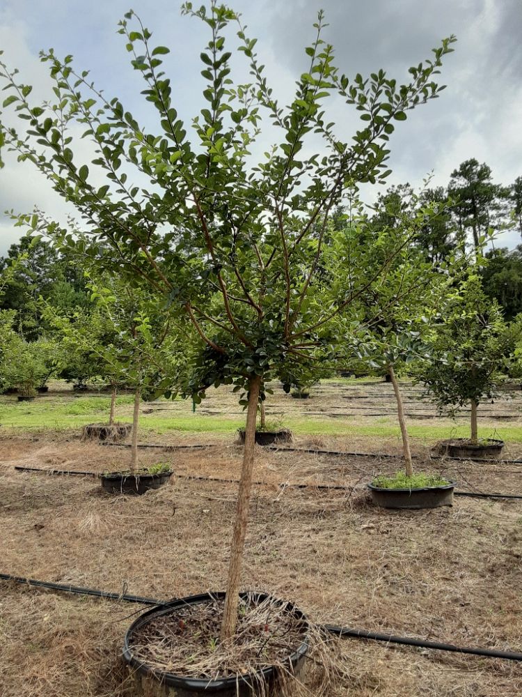 chionanthus-retusus-chinese-fringe-tree