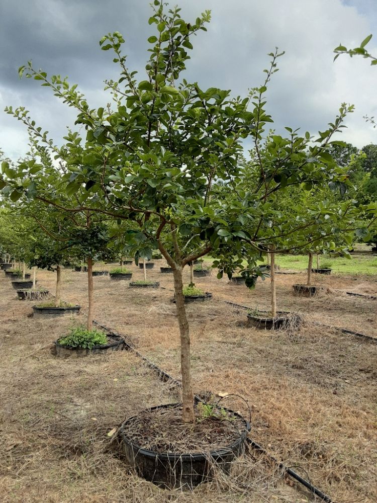 chionanthus-retusus-chinese-fringe-tree