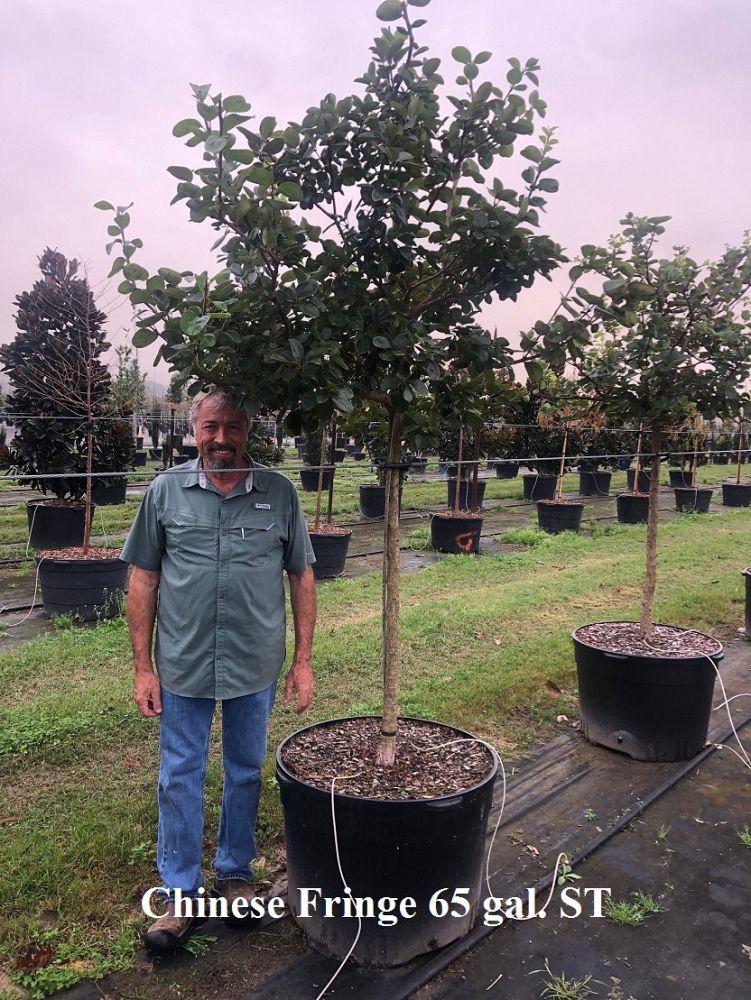 chionanthus-retusus-chinese-fringe-tree