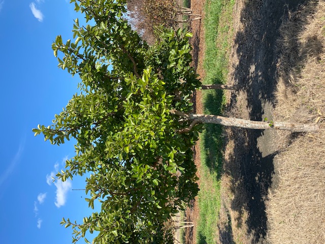 chionanthus-retusus-chinese-fringe-tree