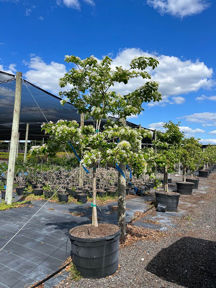 chionanthus-retusus-chinese-fringe-tree