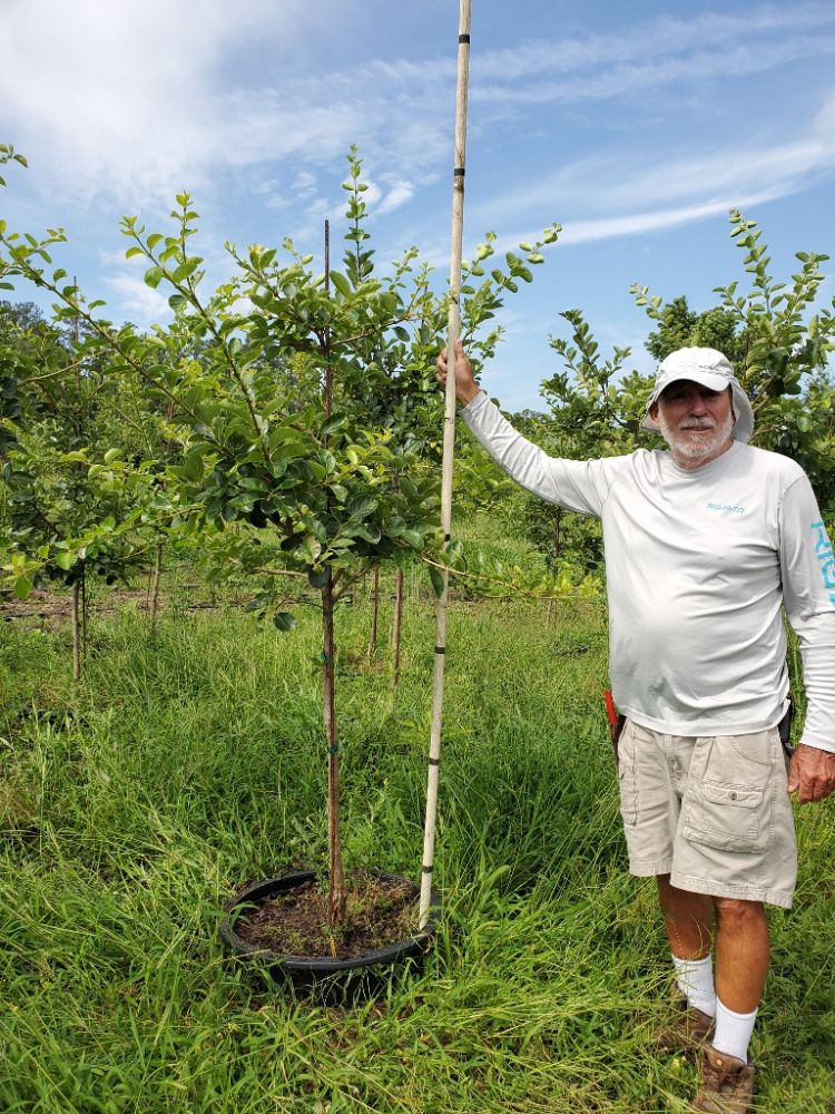 chionanthus-retusus-chinese-fringe-tree