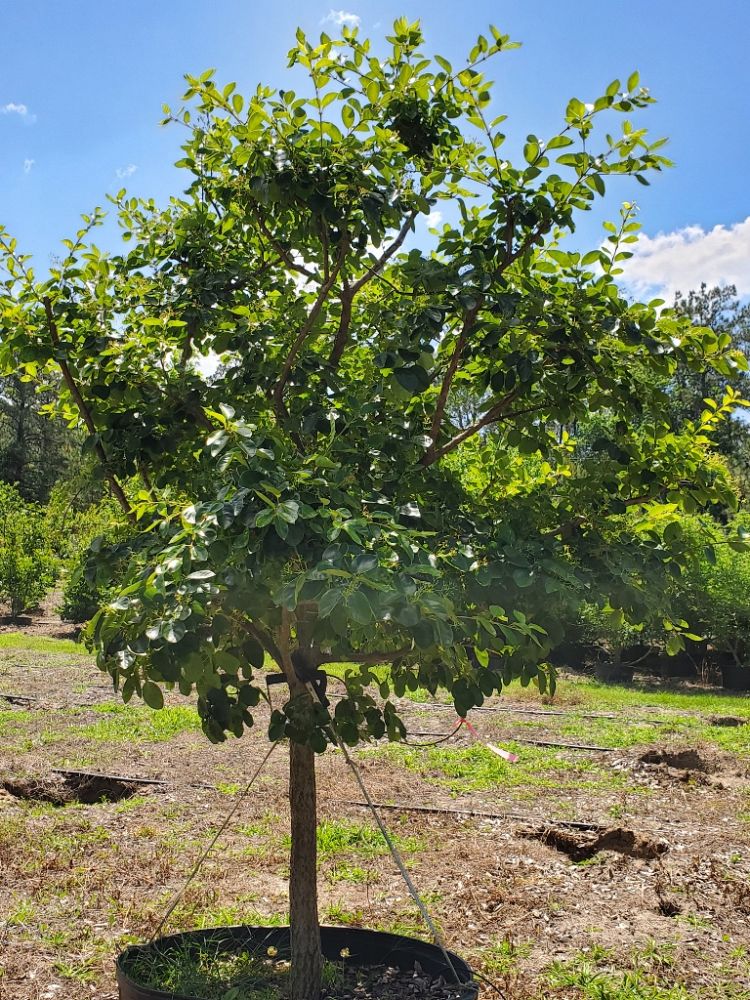 chionanthus-retusus-chinese-fringe-tree