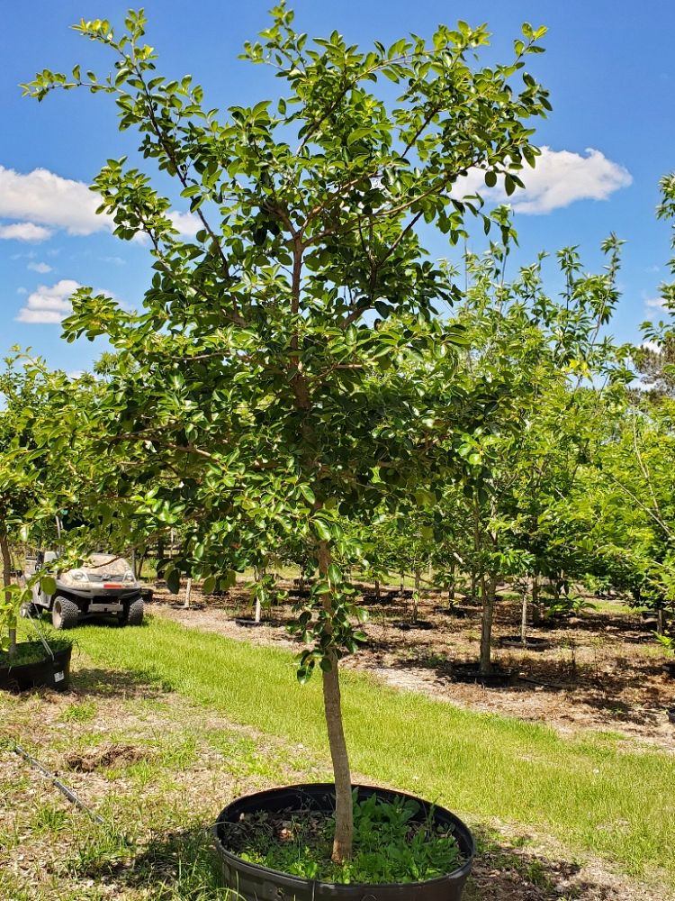 chionanthus-retusus-chinese-fringe-tree