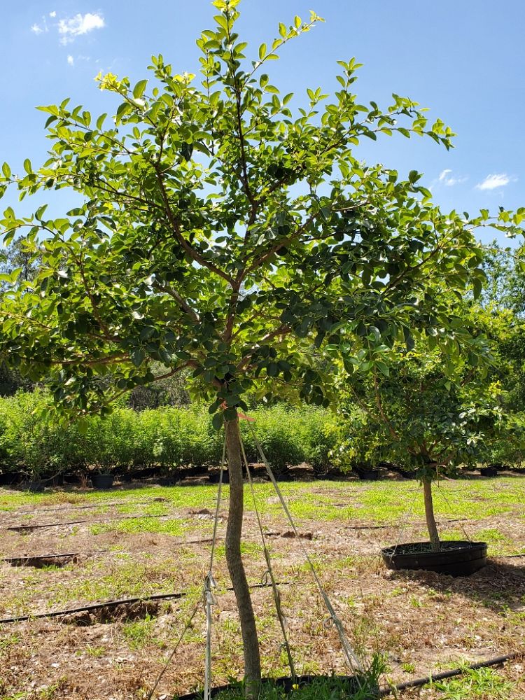 chionanthus-retusus-chinese-fringe-tree