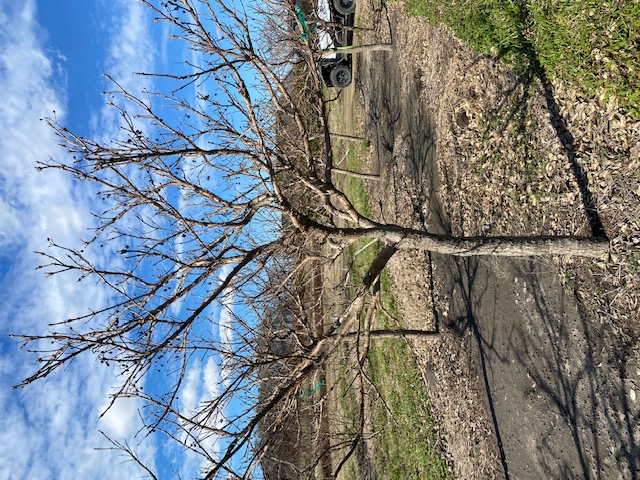 chionanthus-retusus-chinese-fringe-tree