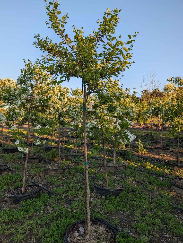 chionanthus-retusus-chinese-fringe-tree