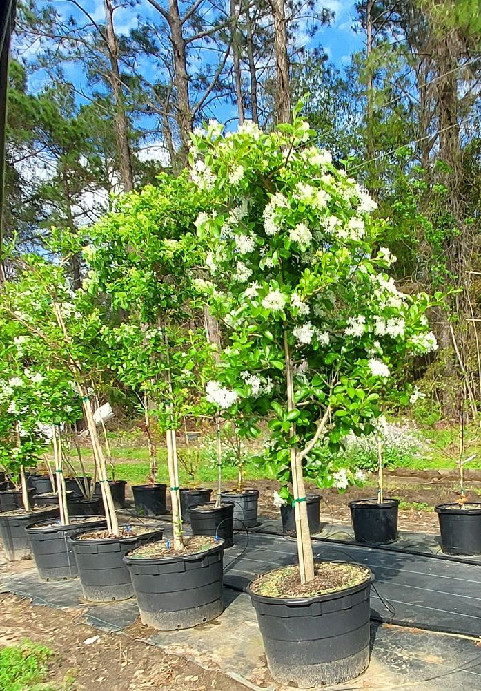 chionanthus-retusus-chinese-fringe-tree