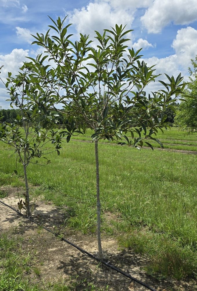 chionanthus-retusus-chinese-fringe-tree