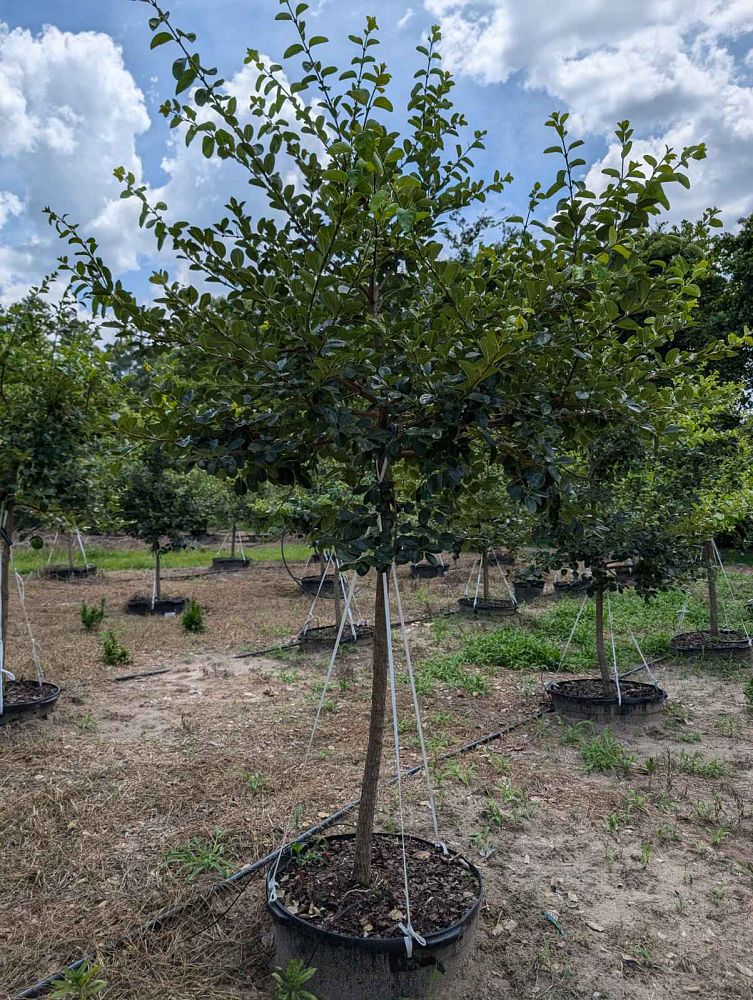 chionanthus-retusus-chinese-fringe-tree