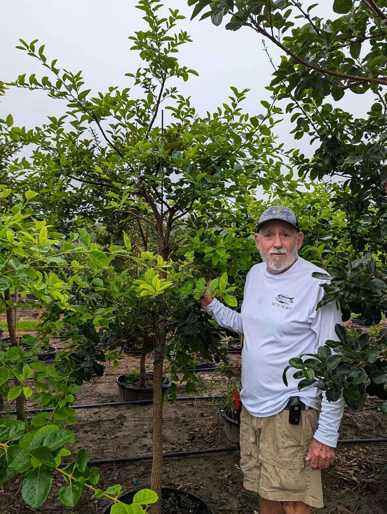 chionanthus-retusus-chinese-fringe-tree