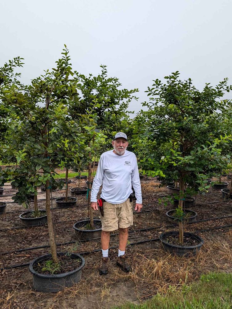 chionanthus-retusus-chinese-fringe-tree