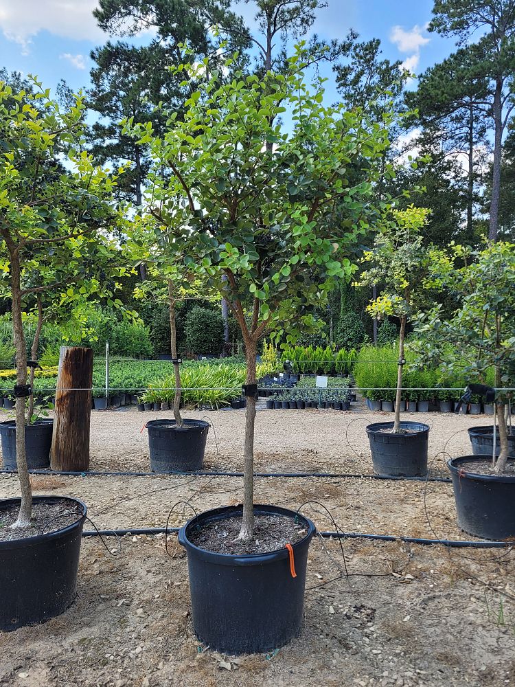 chionanthus-retusus-chinese-fringe-tree