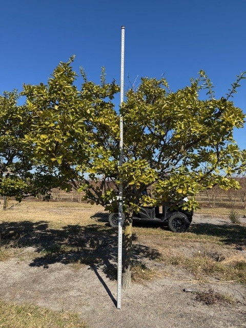 chionanthus-retusus-chinese-fringe-tree