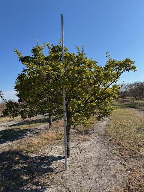 chionanthus-retusus-chinese-fringe-tree