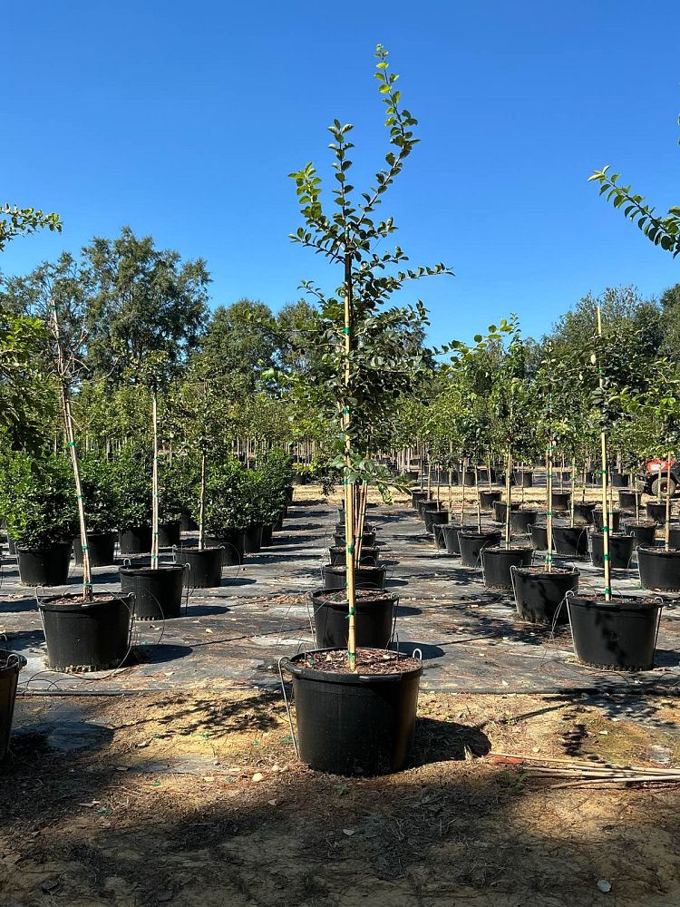 chionanthus-retusus-chinese-fringe-tree