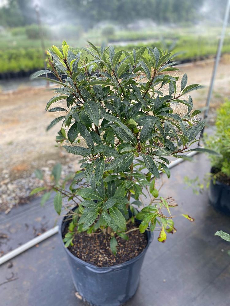chionanthus-retusus-serrulatus-fringe-tree