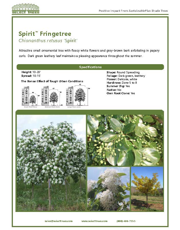 chionanthus-retusus-spirit-chinese-fringe-tree